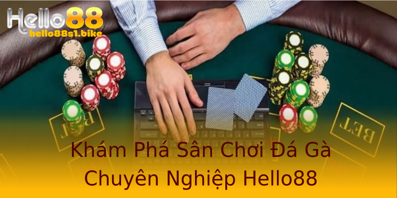 Khám Phá Sân Chơi Đá Gà Chuyên Nghiệp Hello88 Khám Phá Sân Chơi Đá Gà Chuyên Nghiệp Hello88