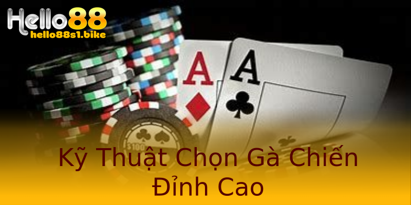 Kỹ Thuật Chọn Gà Chiến Đỉnh Cao Kỹ Thuật Chọn Gà Chiến Đỉnh Cao
